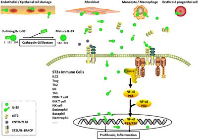 Interleukin-33 in Systemic Sclerosis: Expression and Pathogenesis